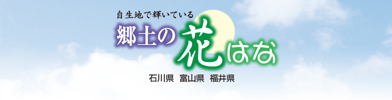 自生地で輝いている　郷土の花はな ― 石川県 富山県 福井県